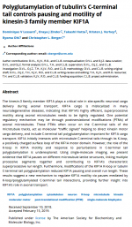 Polyglutamylation-of-tubulins-C-terminal-tail