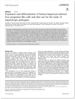 liver-progenitors