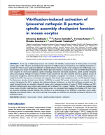 Vitrification-induced activation of lysosomal cathepsin B perturbs spindle assembly checkpoint function in mouse oocytes