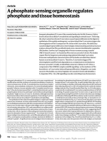 A phosphate-sensing organelle regulates phosphate and tissue homeostasis