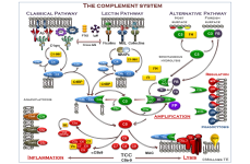Komplementsystem