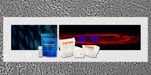 CELLvo™ Matrix Plus von StemBioSys