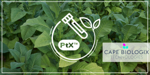 Pflanzenexprimierte rekombinante Proteine von Cape Biologix - unschlagbarer Preis bei Bulkgrößen!