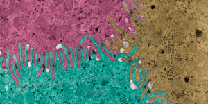 Cell Adhesion