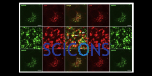 SCICONS dsRNA Antikörper