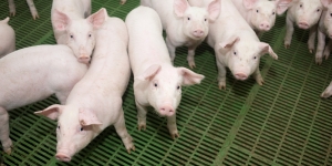 afrikanische-schweinepest