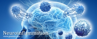 neuroinflammation