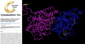 journal-club-cytoskeleton