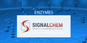 Biologisch aktive rekombinante humane Proteine von SignalChem