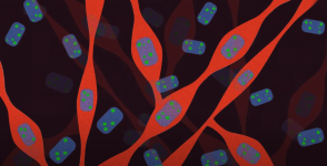Fab Fragment Sekundäre Antikörper von Jackson ImmunoResearch