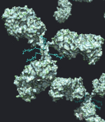 Antibody-Drug Conjugates