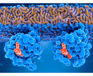 GeneTex Webinar RAS-Gene in Entwicklung und Krebserkrankung