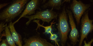 Neue Alexa Fluor® 555- und Alexa Fluor® 568-Konjugate von Jackson ImmunoReasearch
