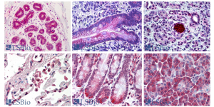 IHC-plus Antikörper von LSBio