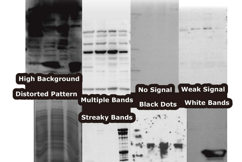 Western-Blot-Troubleshooting-Tips