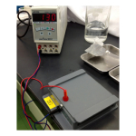 Western Blot