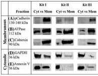 invent-protein-isolation