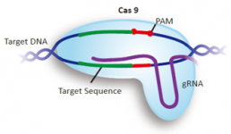 GenScript-Gene-Mutagenesis-designer