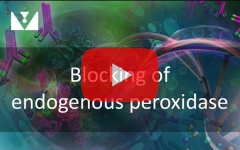 ihc-vector-endogenous-peroxidase